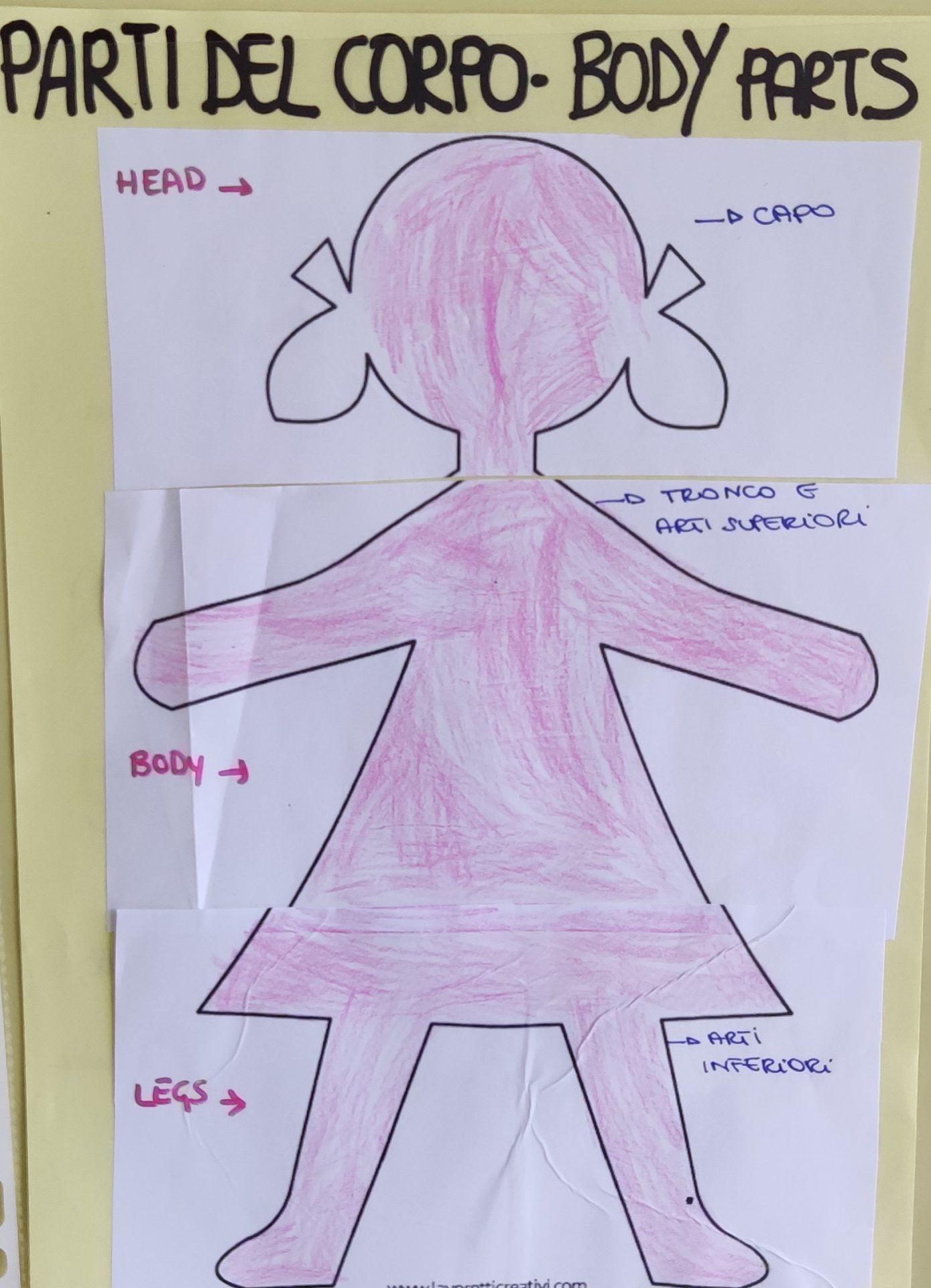 CLIL INGLESE: THE BODY – Saint Dorothy International School